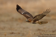 HAWKS, EAGLES, OSPREY